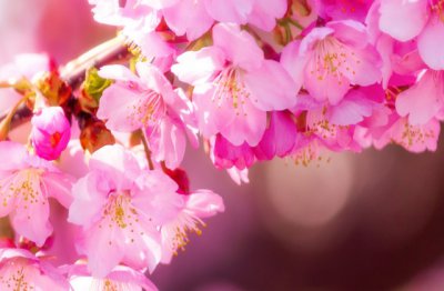 描写桃花的古诗 形容桃花的唯美短句